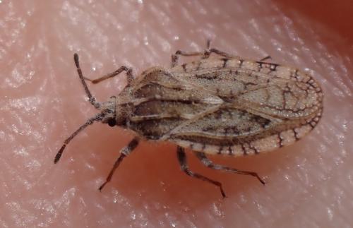 Tingis pilosa